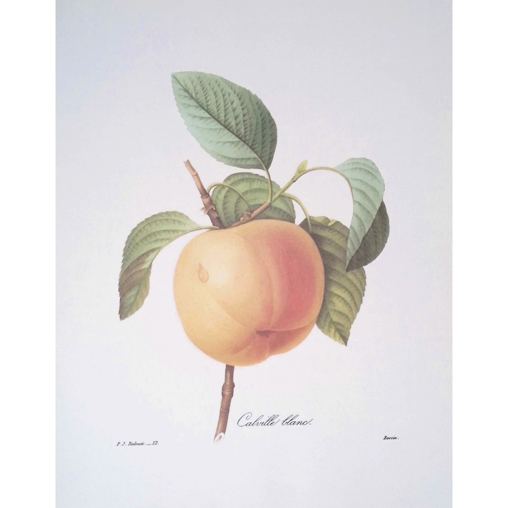 Redoute Cabriolet Blanc Peach Fruit Botanical Print Vintage Kitchen Wall Art